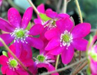 Bright cerise pink single flowers.